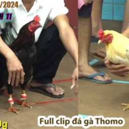 đá gà 17 9
