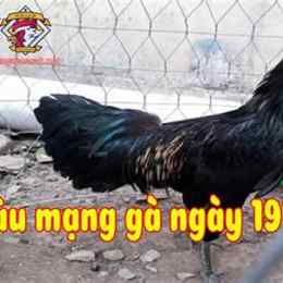đá gà 19/11