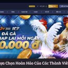 đá gà 24 tháng 11