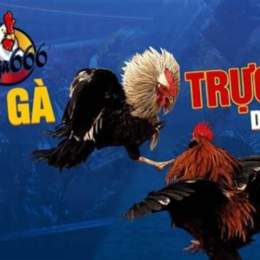 đá gà 25/10