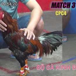 đá gà 25/4