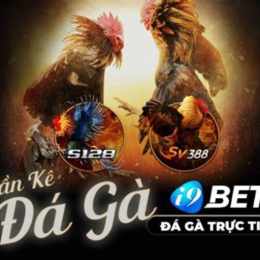 đá gà 2/9/2022