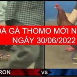 đá gà 30 tháng 6