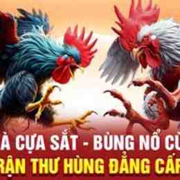 đá gà 5/7/2024