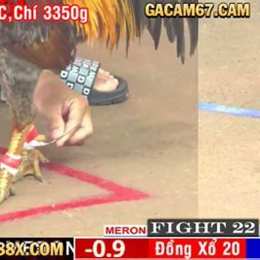 đá gà 67 cam hôm nay