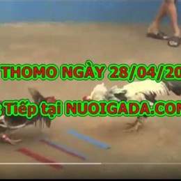 đá gà 67 chấm net
