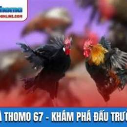 đá gà 67 tonhon