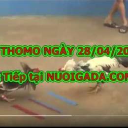 đá gà 67 xà bông