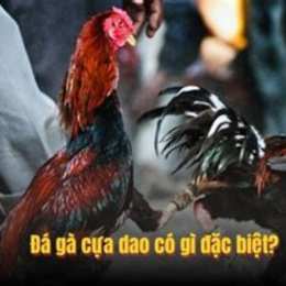 đá gà 789f