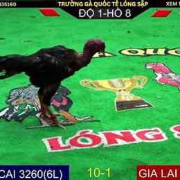 đá gà 88 c1 hôm qua