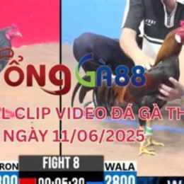 đá gà 88 c3 trận 21