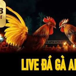 đá gà 88z.com