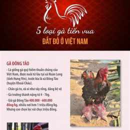 da ga an tien 2013