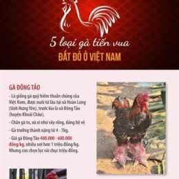 da ga an tien https:gacam999.com