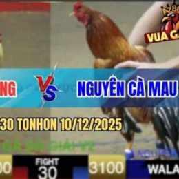đá gà bảo sting trận 26