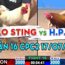 đá gà bảo sting và hoàng phi hải