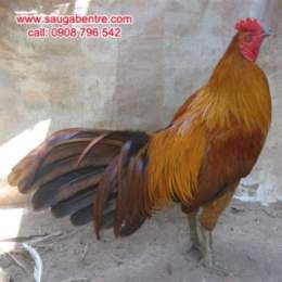 đá gà bến cam