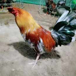 đá gà bến cát