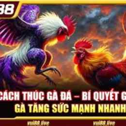 đá ga bi88