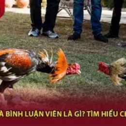 đá gà bình luận viên c2