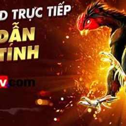 đá gà bình luận viên hồ chí minh
