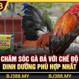 đá gà bj388 dangnhap
