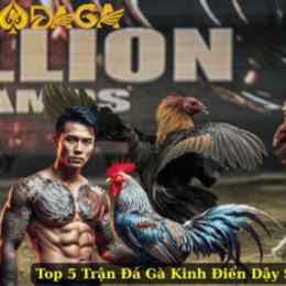 đá gà bối bối