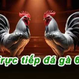 đá gà c1 c2 c3 trực tiếp