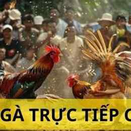 đá gà c2 ngày 17/7