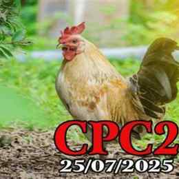 đá gà c2 ngày 25 tháng 8