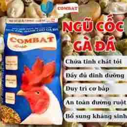 đá gà c2 ngày 6 tháng 11