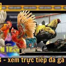 đá gà c3 còn gà đến