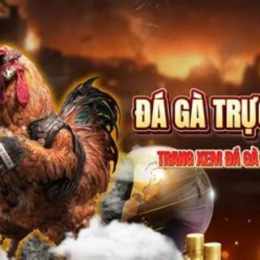 đá gà c3 hôm nay 24 6