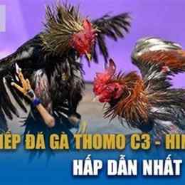 đá gà c3 ngày 6/10