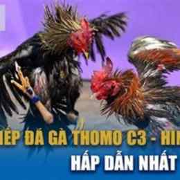 đá gà c3 sinh đôi
