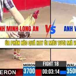 đá gà c3 trận 18