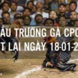 đá gà c4 7/6/2024