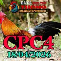 đá gà c4 ngày hôm nay