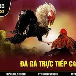 đá gà c4 trực tuyến