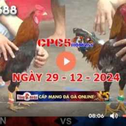 đá gà c5 25/8