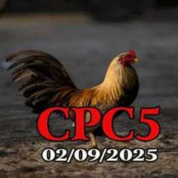 đá gà c5 trận 29