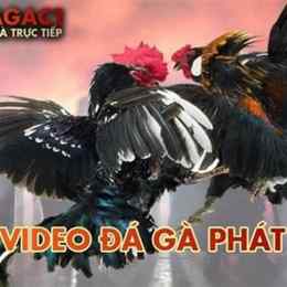 đá gà campuchia c1 c2 c3 c4