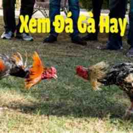 da ga can tho 2016