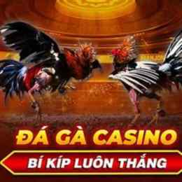 đá gà casino phú quốc