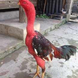 da ga choi thomo