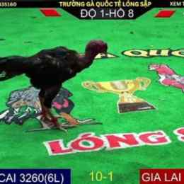 da ga choi tv