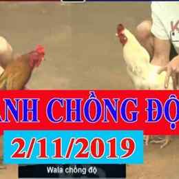 đá gà chồng độ