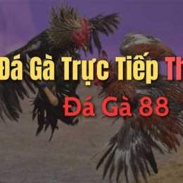 da ga chuc tiep 88