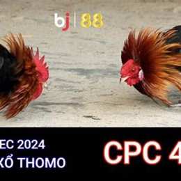 đá gà cpc 4