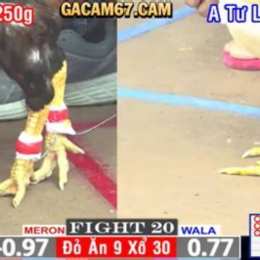 đá gà cpc1 trực tiếp hôm nay